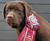 HRCH Harness Creek"s Lady Jazz SH