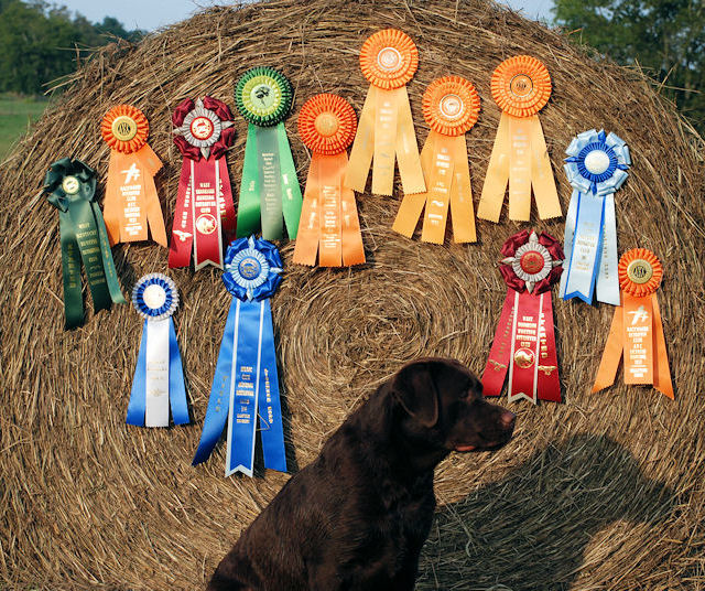 HRCH Harness Creek"s Lady Jazz SH