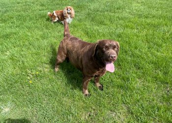 Banner Epoch's Smores @ Chocklabs